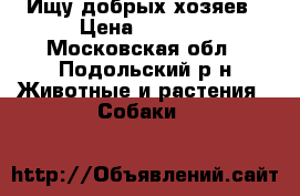 Ищу добрых хозяев › Цена ­ 1 000 - Московская обл., Подольский р-н Животные и растения » Собаки   